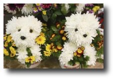 Dog Flowers